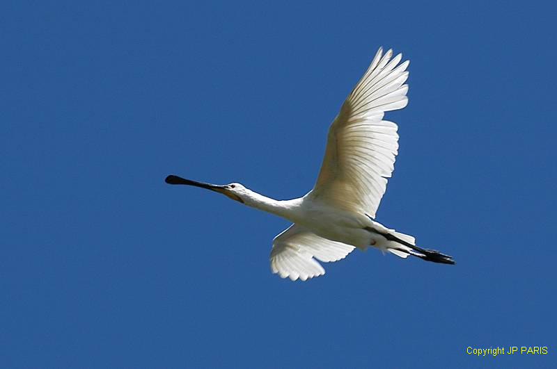 Platalea leucorodia